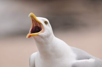 sobrat meme coin airdrop na bybit bez kyc