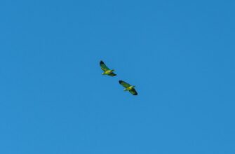 uchastvovat jefirium airdrop na arbitrum bez komissii