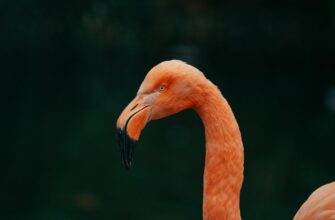 uchastvovat pepe airdrop na zksync proverennyj