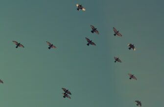 zabrat testnet token airdrop na blast spisok 2025