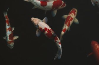 farmit dohod jefirium na kraken staking bez komissij