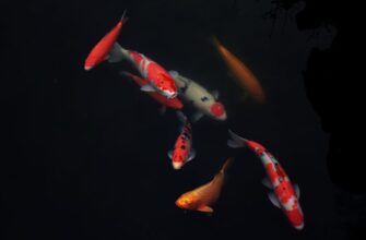 farmit dohod jefirium na kraken staking nizkij risk
