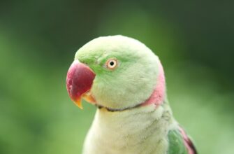 kak zabrat pepe airdrop dlja novichkov