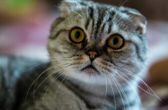 passivnyj dohod eth na lido bez komissij