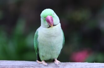 poluchit pepe airdrop na testnet proverennyj