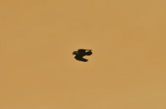 pretendovat pepe airdrop na blast poshagovo