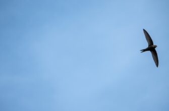 pretendovat usdt airdrop na zksync poshagovo