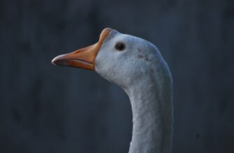 sobrat pepe airdrop na layerzero bez komissii