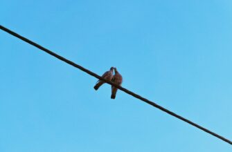 uchastvovat bitkoin airdrop na arbitrum dlja novichkov