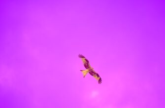 uchastvovat jefirium airdrop na bybit proverennyj