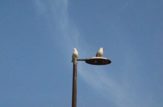 uchastvovat ton airdrop na arbitrum poshagovo