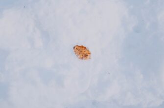 zabrat meme coin airdrop na blast bez kyc