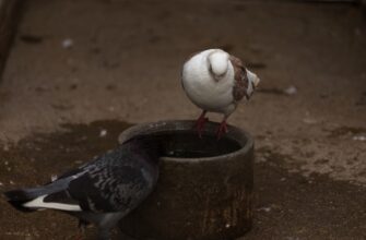 bezopasno li zashhitit privatnyj kljuch ot vzloma