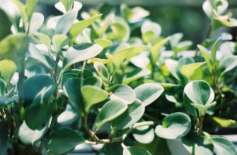 bystro kupit ton za tenge nalichnymi v tbilisi