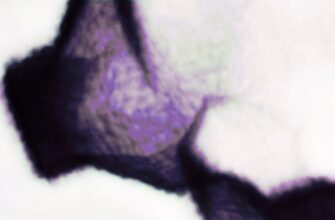 kak deklarirovat pribyl ot bitkoina v rossii shtrafy