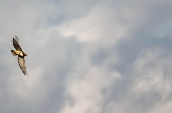 kupit jefirium za tenge nalichnymi v sankt peterburge mgnovenno