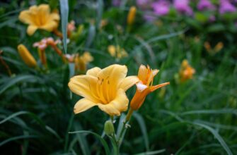 obmenjat ton za rubli cherez sberbank v erevane poshagovo