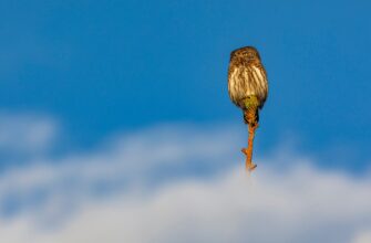 poluchit besplatno jefirium airdrop na arbitrum poshagovo